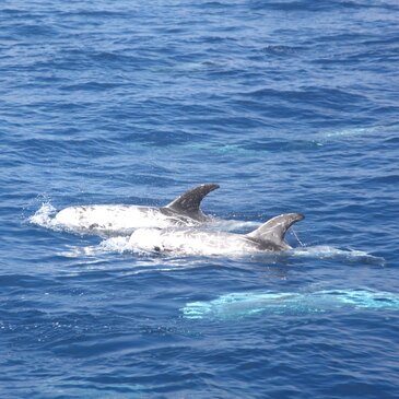 Sortie en Mer à la rencontre des Dauphins et Baleines à Bandol en région PACA et Corse