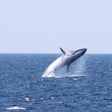 Sortie en Mer à la rencontre des Dauphins et Baleines à Bandol en région PACA et Corse