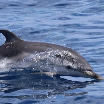 Sport Aquatique en région PACA et Corse Sport Aquatique en région PACA et Corse
