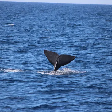 Réserver Balade en Bateau pour voir les Dauphins département Var