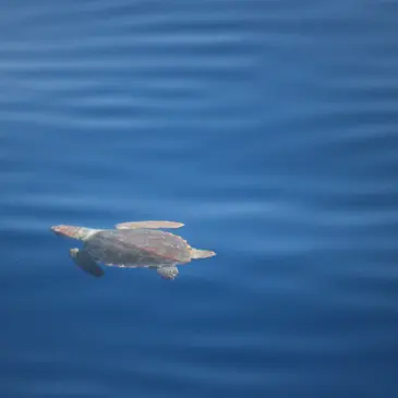 Réserver Balade en Bateau pour voir les Dauphins en PACA et Corse