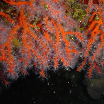 Baptême de plongée en région PACA et Corse Baptême de plongée en région PACA et Corse