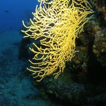 Alpes Maritimes (06) PACA et Corse - Sport Aquatique Alpes Maritimes (06) PACA et Corse - Sport Aquatique