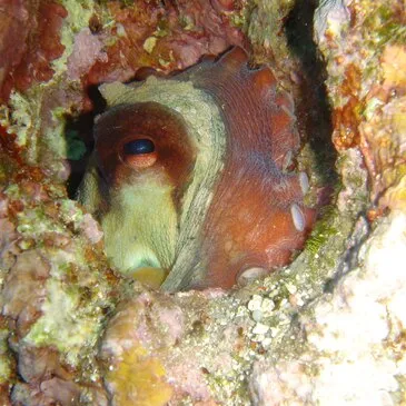 Antibes, Alpes Maritimes (06) - Baptême de plongée Antibes, Alpes Maritimes (06) - Baptême de plongée