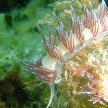 Baptême de plongée proche Antibes Baptême de plongée proche Antibes