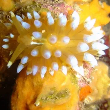 Baptême de Plongée à Antibes en région PACA et Corse Baptême de Plongée à Antibes en région PACA et Corse