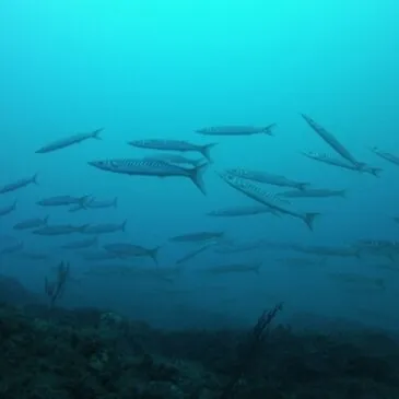 Brevet de Plongée Sous Marine, département Alpes Maritimes Brevet de Plongée Sous Marine, département Alpes Maritimes