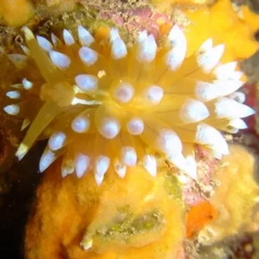 Brevet de Plongée Sous Marine en région PACA et Corse Brevet de Plongée Sous Marine en région PACA et Corse