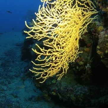 Antibes, Alpes Maritimes (06) - Brevet de Plongée Sous Marine Antibes, Alpes Maritimes (06) - Brevet de Plongée Sous Marine