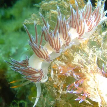 Brevet de Plongée Niveau 1 à Antibes en région PACA et Corse Brevet de Plongée Niveau 1 à Antibes en région PACA et Corse