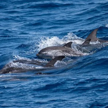 Bandol, Var (83) - Balade en bateau Bandol, Var (83) - Balade en bateau