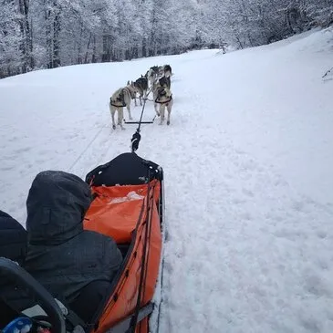 Barèges, Hautes pyrénées (65) - Chien de Traîneau Barèges, Hautes pyrénées (65) - Chien de Traîneau