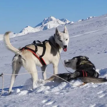 Chien de Traîneau proche Barèges Chien de Traîneau proche Barèges