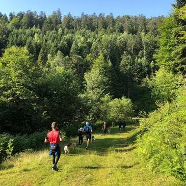 Chien de Traîneau en région Midi-Pyrénées Chien de Traîneau en région Midi-Pyrénées