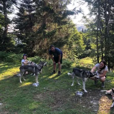 Chien de Traîneau proche Station du Val d'Azun Chien de Traîneau proche Station du Val d'Azun