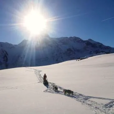 Chien de Traîneau, département Haute savoie Chien de Traîneau, département Haute savoie