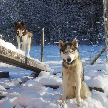 Chien de Traîneau proche Mont-Saxonnex Chien de Traîneau proche Mont-Saxonnex