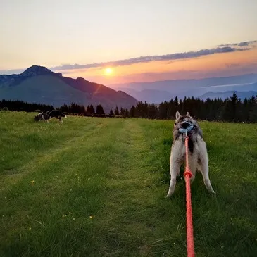 Balade en Cani-Rando à Mont-Saxonnex Balade en Cani-Rando à Mont-Saxonnex