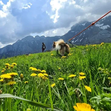 Chien de Traîneau, département Haute savoie Chien de Traîneau, département Haute savoie