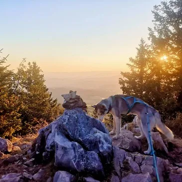 Chien de Traîneau en région Rhône-Alpes Chien de Traîneau en région Rhône-Alpes