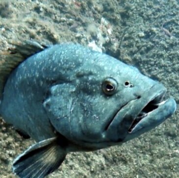 Offrir Brevet de Plongée Sous Marine département Isère