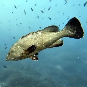 Offrir Brevet de Plongée Sous Marine en Rhône-Alpes Offrir Brevet de Plongée Sous Marine en Rhône-Alpes
