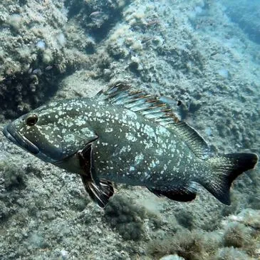 Brevet de Plongée Sous Marine, département Isère Brevet de Plongée Sous Marine, département Isère