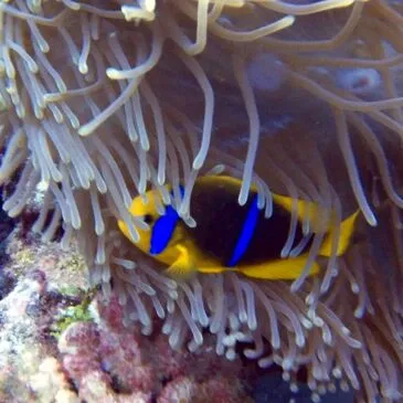 Brevet de Plongée Sous Marine en région Rhône-Alpes Brevet de Plongée Sous Marine en région Rhône-Alpes
