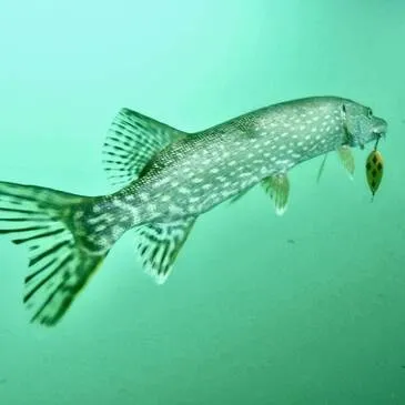 Réserver Brevet de Plongée Sous Marine en Rhône-Alpes Réserver Brevet de Plongée Sous Marine en Rhône-Alpes
