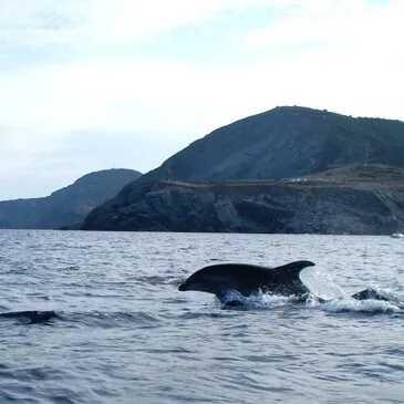 Snorkeling en région Languedoc-Roussillon Snorkeling en région Languedoc-Roussillon