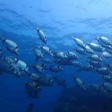 Cerbère, Pyrénées orientales (66) - Snorkeling Cerbère, Pyrénées orientales (66) - Snorkeling