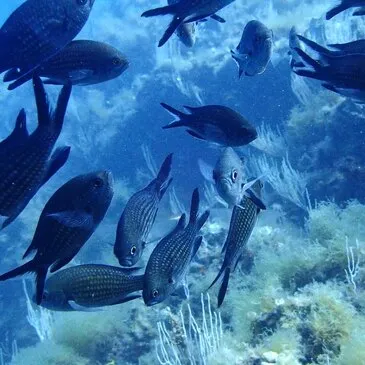 Snorkeling proche Cerbère Snorkeling proche Cerbère