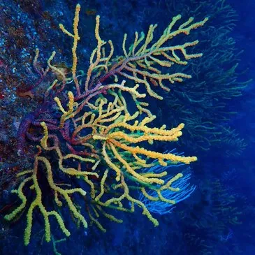 Balade en Bateau et Snorkeling au Cap Cerbère en région Languedoc-Roussillon Balade en Bateau et Snorkeling au Cap Cerbère en région Languedoc-Roussillon