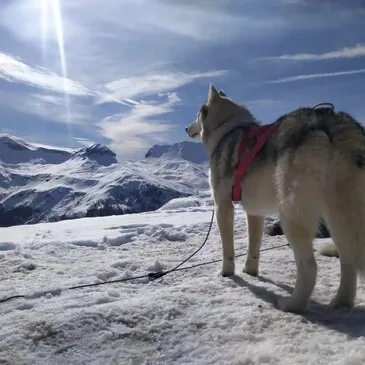 Chien de Traîneau, département Alpes Maritimes Chien de Traîneau, département Alpes Maritimes