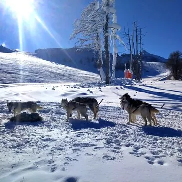 Chien de Traîneau en région PACA et Corse Chien de Traîneau en région PACA et Corse