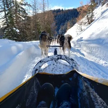 Auron, Alpes Maritimes (06) - Chien de Traîneau Auron, Alpes Maritimes (06) - Chien de Traîneau