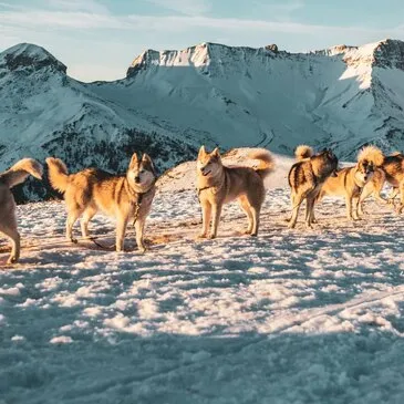 Chien de Traîneau proche Auron Chien de Traîneau proche Auron