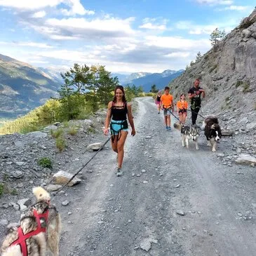 Chien de Traîneau, département Alpes Maritimes Chien de Traîneau, département Alpes Maritimes
