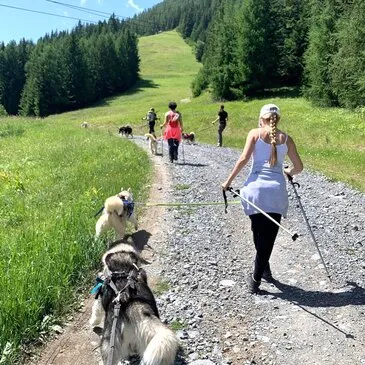 Chien de Traîneau en région PACA et Corse Chien de Traîneau en région PACA et Corse