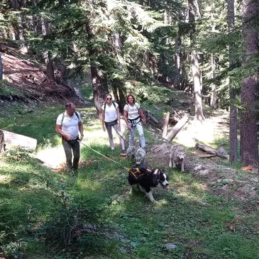 Auron, Alpes Maritimes (06) - Chien de Traîneau Auron, Alpes Maritimes (06) - Chien de Traîneau