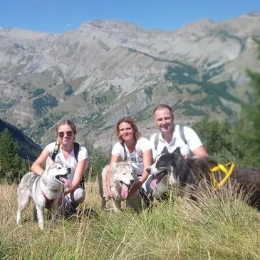 Chien de Traîneau proche Auron Chien de Traîneau proche Auron