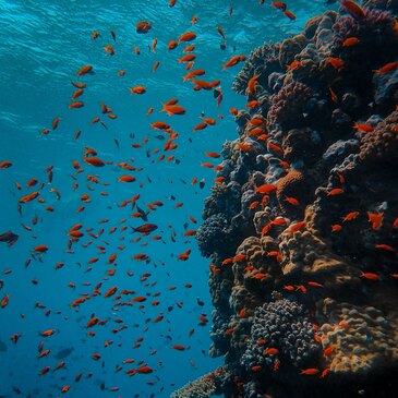 Brevet de Plongée Scuba Diver à la Seyne-sur-mer en région PACA et Corse