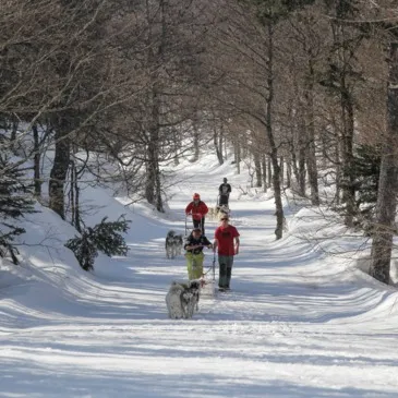 Chien de Traîneau en région Aquitaine Chien de Traîneau en région Aquitaine
