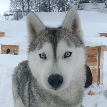 Chien de Traîneau proche Arette La Pierre Saint-Martin Chien de Traîneau proche Arette La Pierre Saint-Martin
