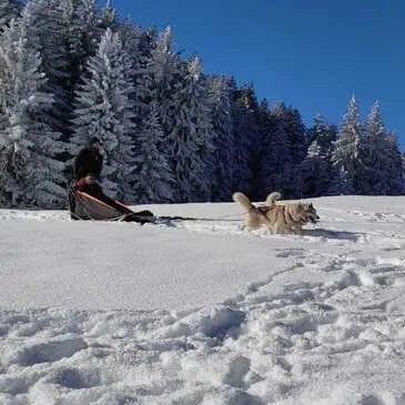 Balade en Chiens de Traîneau près de Valence Balade en Chiens de Traîneau près de Valence