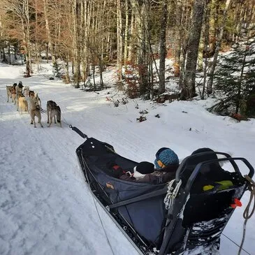 Vassieux-en-Vercors, à 1h15 de Valence, Drôme (26) - Chien de Traîneau Vassieux-en-Vercors, à 1h15 de Valence, Drôme (26) - Chien de Traîneau