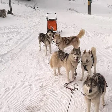 Chien de Traîneau proche Vassieux-en-Vercors, à 1h15 de Valence Chien de Traîneau proche Vassieux-en-Vercors, à 1h15 de Valence