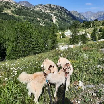 Balade en Cani-Rando près de Valence Balade en Cani-Rando près de Valence