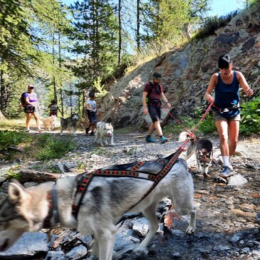 Chien de Traîneau, département Drôme