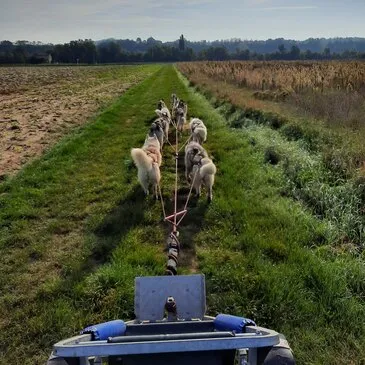 Chien de Traîneau, département Drôme Chien de Traîneau, département Drôme
